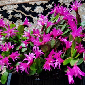 Easter Cactus Fuchsia color 1 Root Plant Spring Cactus Sunrise Cactus Christmas Cactus Schlumbergera Succulent House Plant image 10