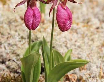 Orchid Hardy 1 mature blooming size Plant Ground Pink Lady's Slipper Cypripedium Zones: 3-8 (2-9) Outdoor Perennial. Dormant right now.