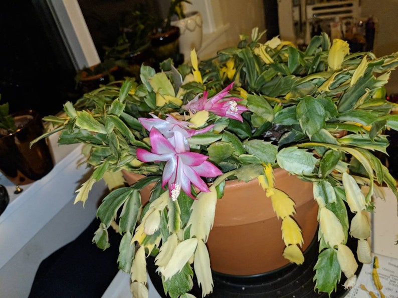 Christmas Cactus Variegated Indonesia 1 Rooted Plant see ...