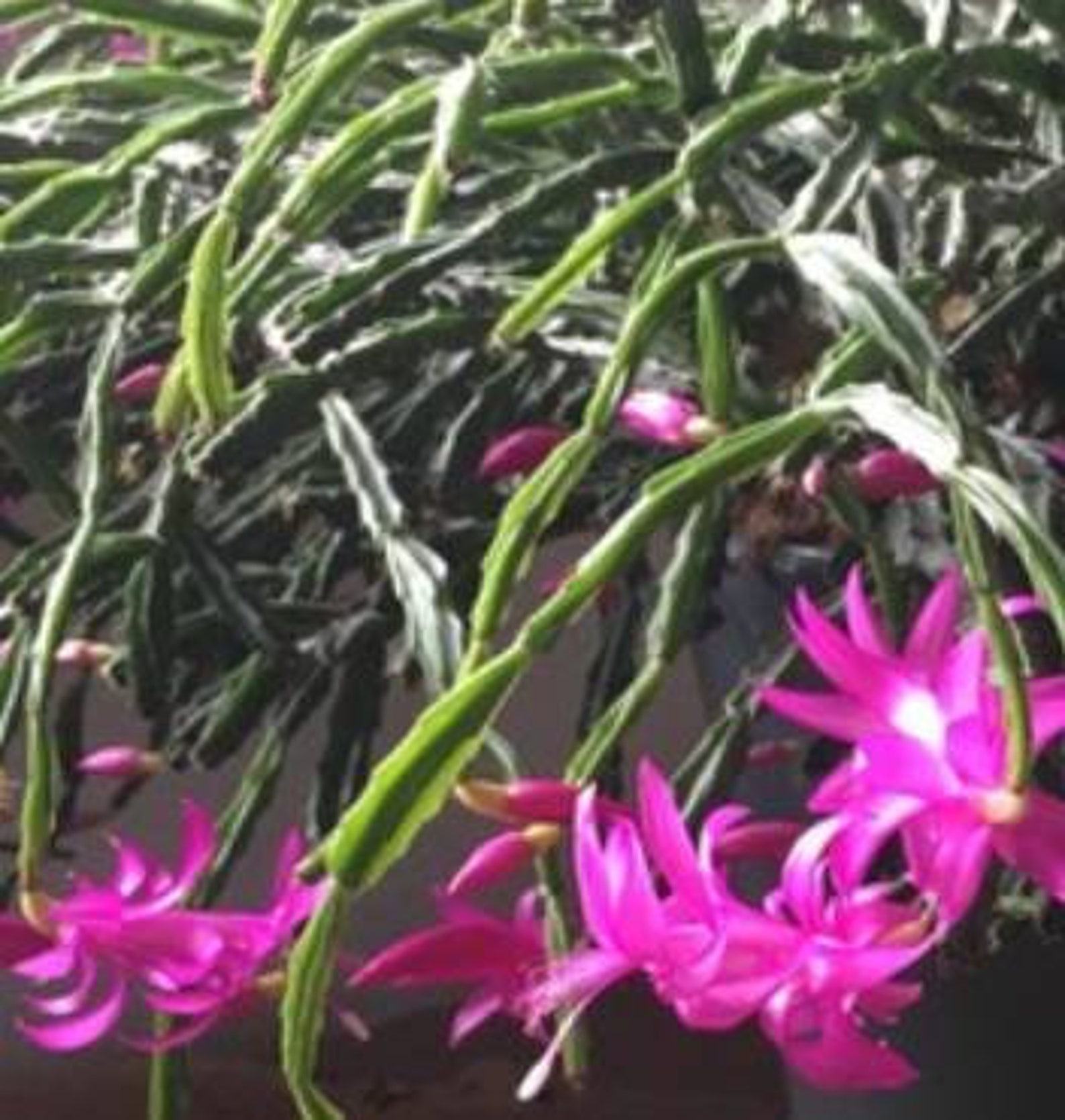 Christmas Cactus Very Rare Exotica Lavender Color 2 Cutting 6 Etsy