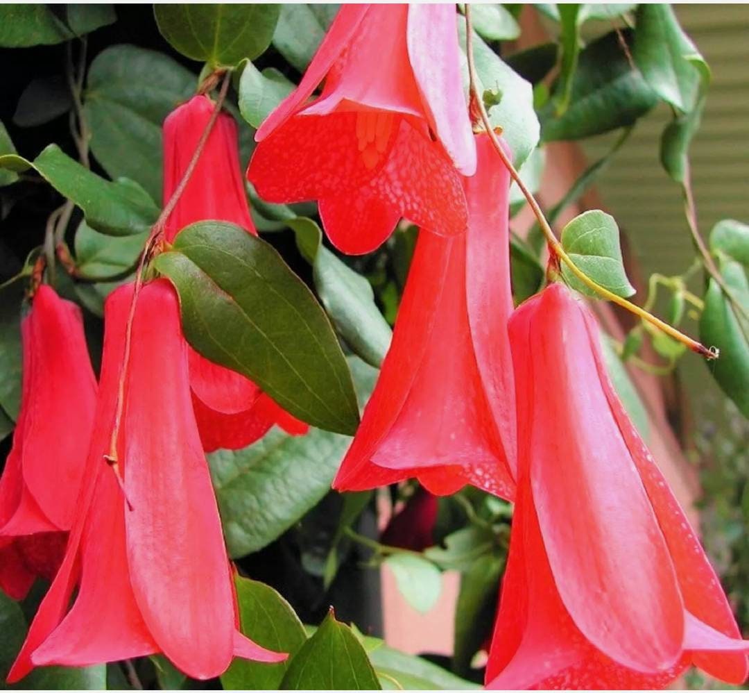 Chilean Red Bellflower 80 Seeds Great for Housplants If Live Etsy