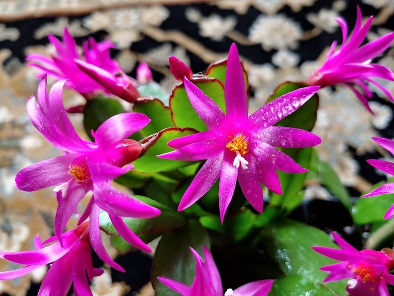 Easter Cactus Fuchsia color 1 Root Plant Spring Cactus Sunrise Cactus Christmas Cactus Schlumbergera Succulent House Plant image 5