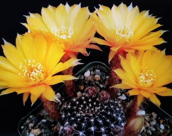 Lobivia Arachnacantha 1 rooted blooming size plant clumping cactus with dark black skin Cactus Succulent Echinopsis