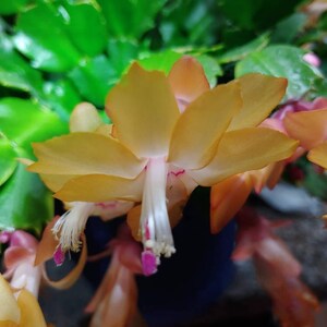 Christmas Cactus Thor Sophia 1 Rooted Plant Schlumbergera Yellow Flower Thanksgiving Cactus image 5