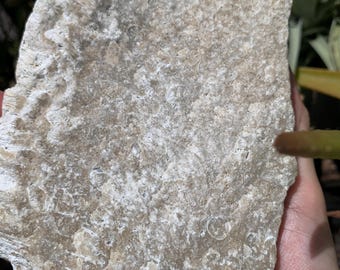 Agatized Coral Slab, Crystallized Quartz Fossil, UV Reactive