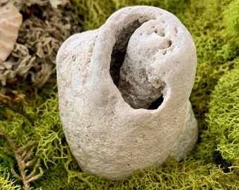 Fossilized Coral Specimen Spiral Shape Druzy Crystals Inside from Florida