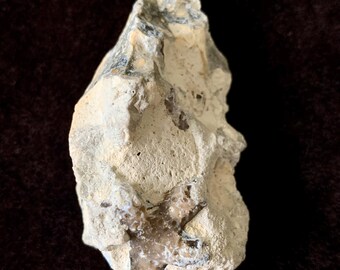 Agatized Coral Branch Fossil in Matrix Rugosa Tampa Bay UV Reactive