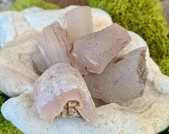 Pink Petrified Wood Limb Cast - Texas Springs Nevada Agate