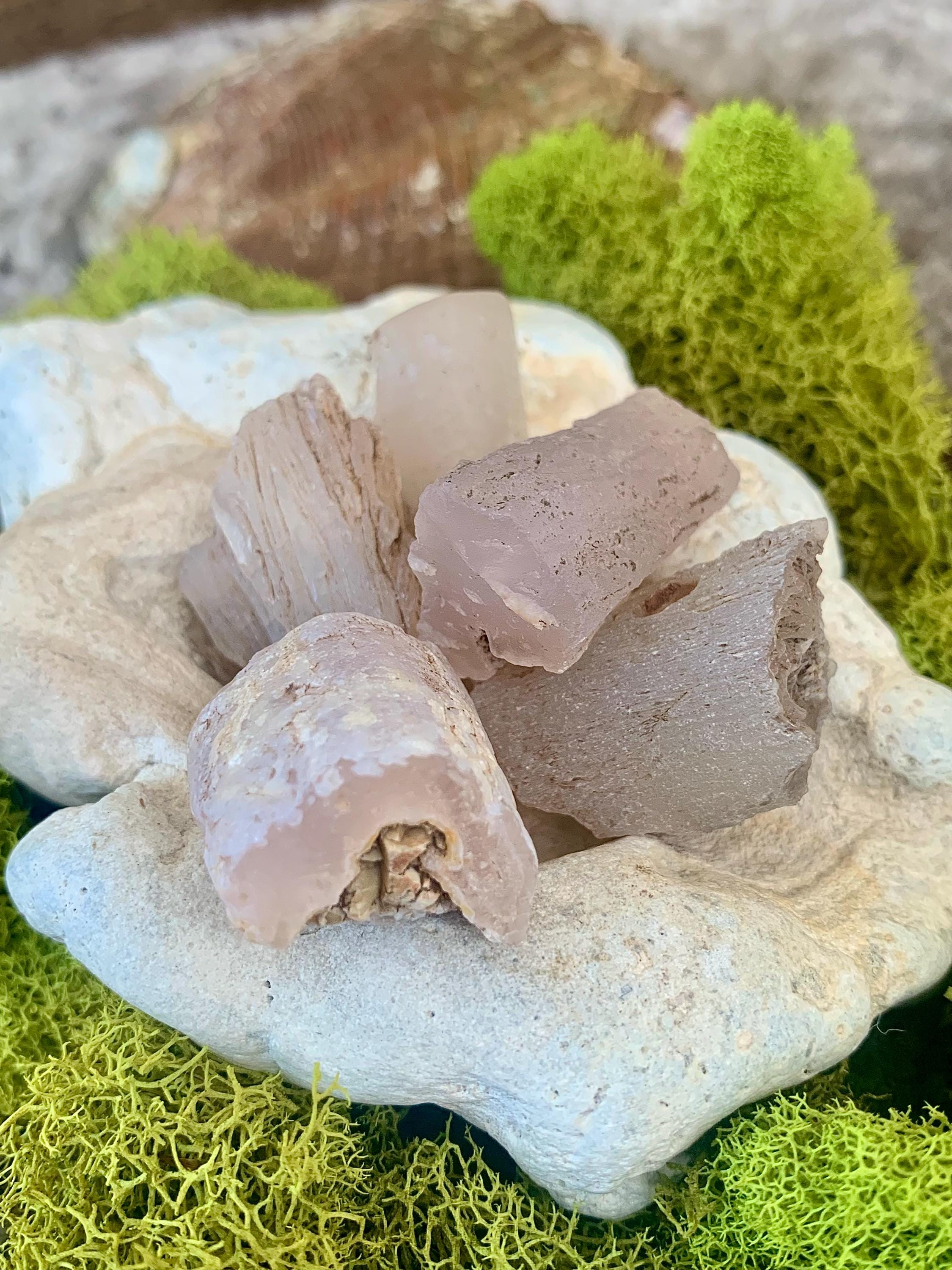 Pink Petrified Wood Limb Cast - Texas Springs Nevada Agate - Etsy