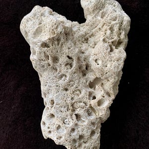 May include: A piece of natural coral with a porous, textured surface. The coral is off-white in color and has numerous small holes and intricate patterns. The overall shape is irregular and organic, suggesting it was formed in the ocean.