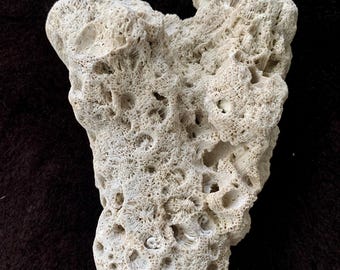 Big Coral Fossil Specimen with Polyps from Tampa Bay UV Reactive Crystal
