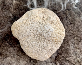 Coral Fossil Favosites Stone from Florida Tampa Bay Fossilized Coral