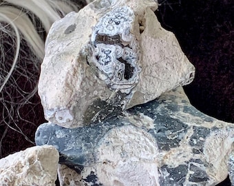 Small Druzy Agatized Coral Bundle Tampa Bay Agates Rugosa Fossils