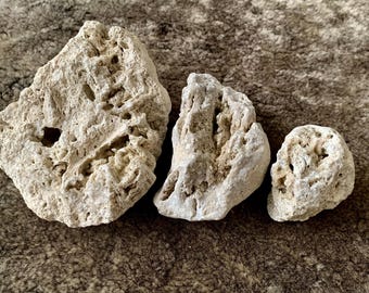 Druzy Fossilized Coral Quartz from Tampa Bay set of 3