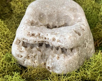 Agatized Coral Fossil Tampa Bay Rare Formation UV Reactive Florescent