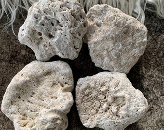 Fossilized Coral Pieces: 4-Piece bundle from Tampa Bay Florescent