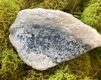 Agatized Favosites Coral Fossil from Tampa Bay Florida Black and White