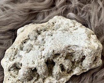 Rough Agatized Coral Gray Quartz Star Coral Fossil Fragment from Tampa Bay UV Reactive