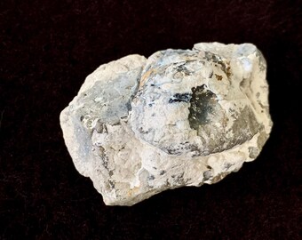 Agatized Clam Fossil with Botryoidal Chalcedony, Florida Bivalve Specimen
