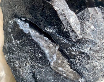 Black Agatized Coral Botryoidal Druzy Agate from Florida Tampa Bay Florescent