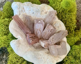 Pink Petrified Wood Limb Cast, Texas Springs Nevada Agate