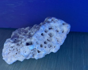 Fossilized Coral Specimen Colonial Coral Fossil from Florida UV Reactive