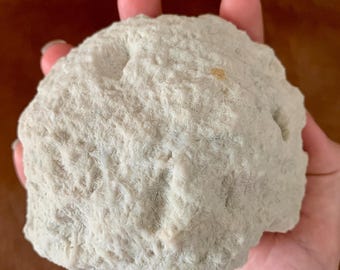 White Agatized Coral Fossil, UV Reactive Specimen, Tampa Bay