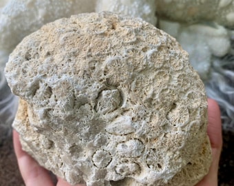 Agatized Star Coral Fossil: Tampa Bay, Florida, UV Reactive