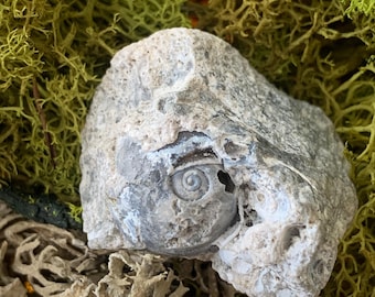 Rare Agatized Shell Fossil Snail Druzy Agate from Tampa Bay Florida UV Reactive