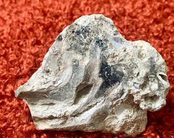 Rough Agatized Coral White Botryoidal Chalcedony Rugosa Coral Fossils from Tampa Bay