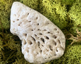 Agatized Coral Small Fossil Specimen from Tampa Bay UV Reactive Florescent Florida Coral Colony