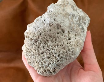 Coral Fossil Rough Agatized Coral Quartz Tampa Bay UV Reactive