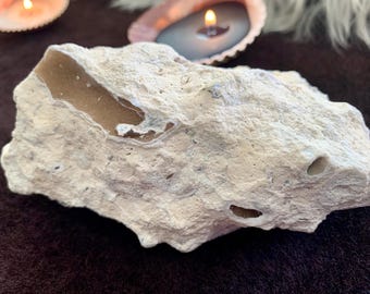 Rare Druzy Agatized Coral Branches in Matrix from Tampa Bay