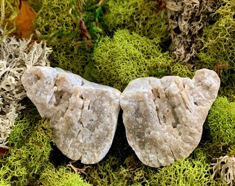 Druzy Agatized Coral Geode Butterfly Crystal from Florida UV Reactive Coral Fossil
