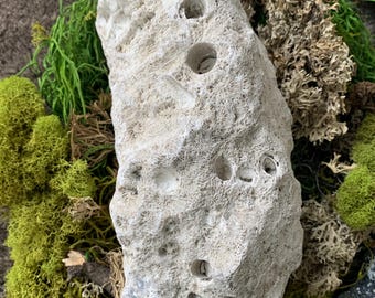 Large Rare Coral Fossil Specimen Tampa Bay Soft Agatized Coral UV Reactive