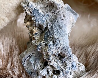 Agatized Coral Branch Fossil Geode: Tampa Bay Find with Blue Agate