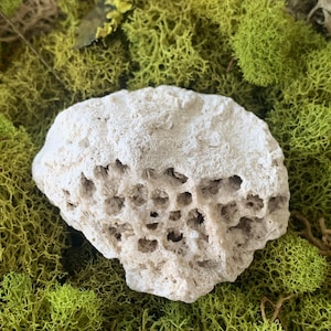 以下が含まれることがあります： 緑の苔の上に置かれた、白くて多孔質で蜂の巣のような形の岩