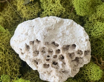 Agatized Coral Fossil, Tampa Bay Honeycomb Hornets' Nest