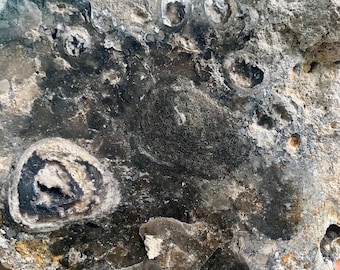 Huge Rare Agatized Coral Specimen Rugosa Coral Fossils from Tampa Bay UV Reactive