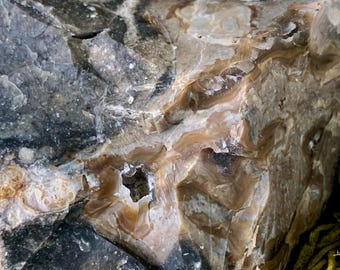 Rare Carnelian Agatized Coral Rough colorful Agate from Tampa Bay UV Reactive Florescent