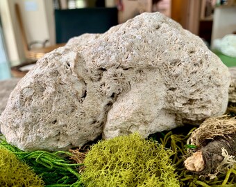 Large Fossilized Coral Crystal Silicified Coral Colony Tampa Bay Florida UV Reactive