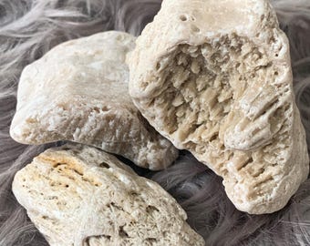 Fossilized Coral Druzy Quartz Bundle, Tampa Bay Fossils (Set of 3)