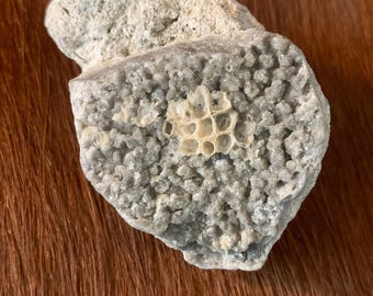 Druzy Agatized Coral Colony Fossil Tampa Bay Florida UV Reactive