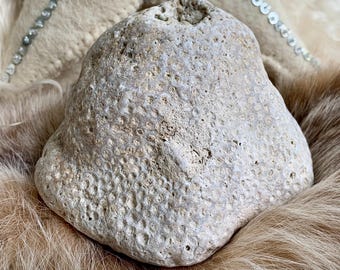 Blushing Star Coral Head Fossil from Tampa Bay