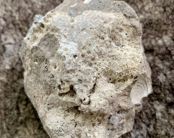 Fossilized Coral With Clam Shell Fossils Specimen from Florida