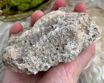 Rare Quartz Fossilized Coral from Tampa Bay UV Reactive Agatized Coral