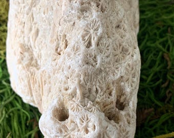 Fossilized Coral Chunk Unpolished Chalcedony Tampa Bay UV Reactive Florescent