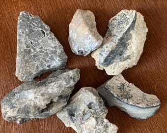 Agatized Coral Fossil Lot: Rugosa, Carnelian, Quartz - Tampa Bay, Set of 6