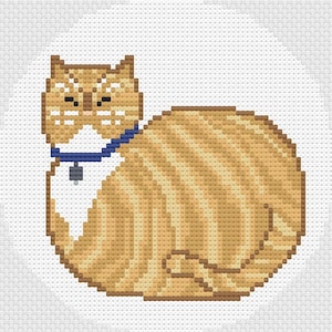 May include: A brown and white tabby cat with a blue collar and a tag is sitting on a white background.