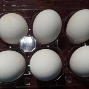 6 large goose eggs beautifully packaged in secure egg carton.